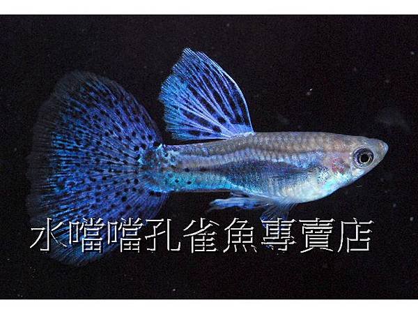 水噹噹孔雀魚專賣店003