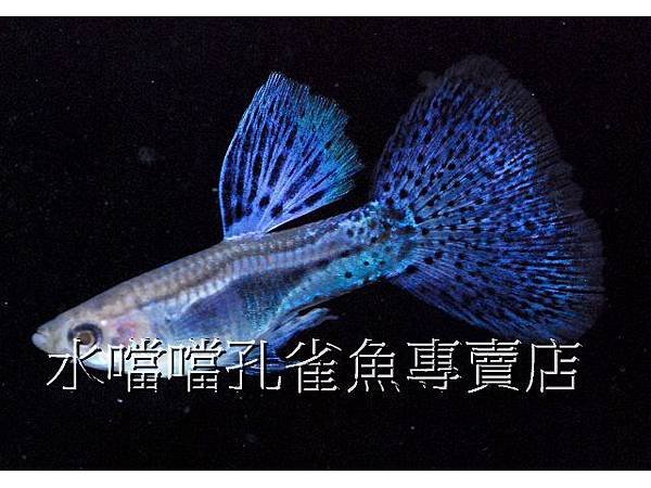 水噹噹孔雀魚專賣店002