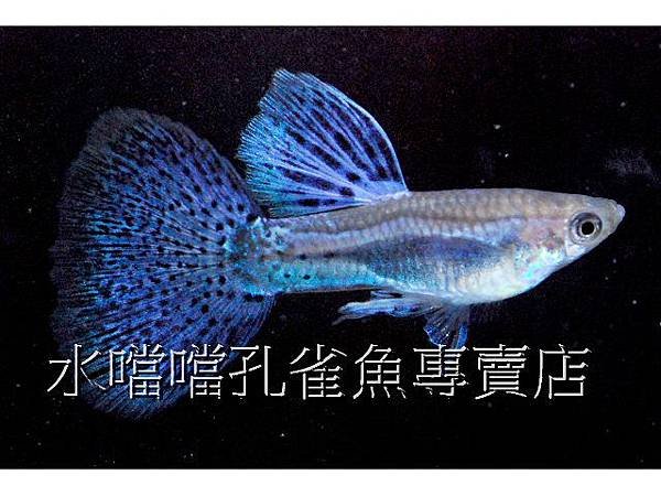 水噹噹孔雀魚專賣店005