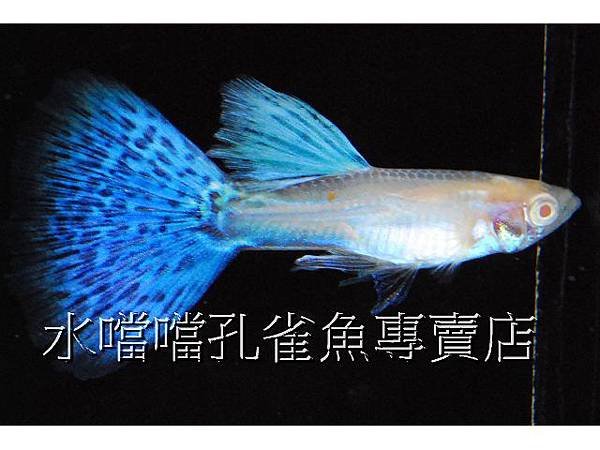 水噹噹孔雀魚專賣店004