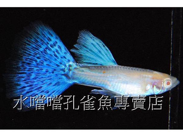 水噹噹孔雀魚專賣店001