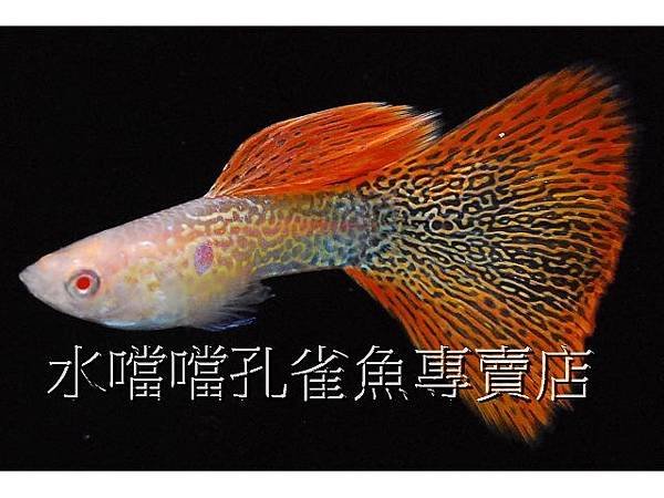 水噹噹孔雀魚專賣店003