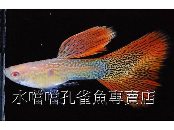 水噹噹孔雀魚專賣店002