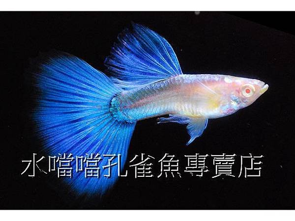 水噹噹孔雀魚專賣店005