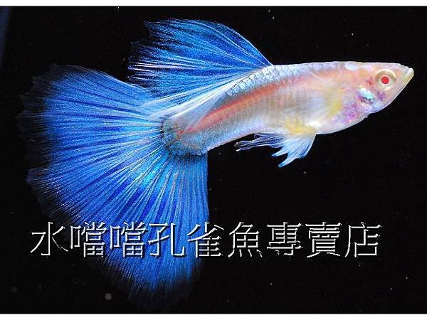 水噹噹孔雀魚專賣店003