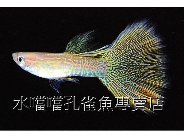 水噹噹孔雀魚專賣店001