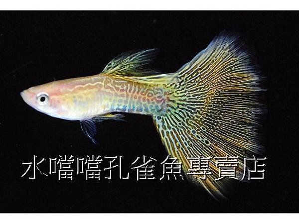 水噹噹孔雀魚專賣店002