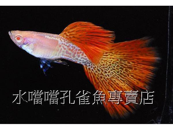 水噹噹孔雀魚專賣店005