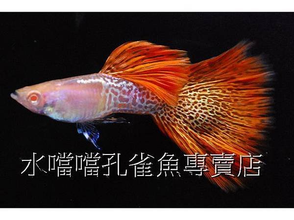 水噹噹孔雀魚專賣店002