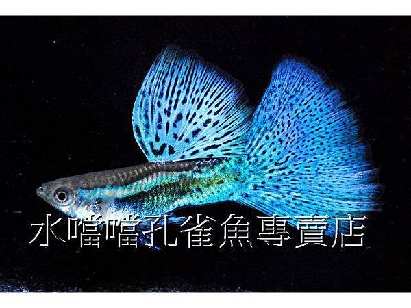 水噹噹孔雀魚專賣店004