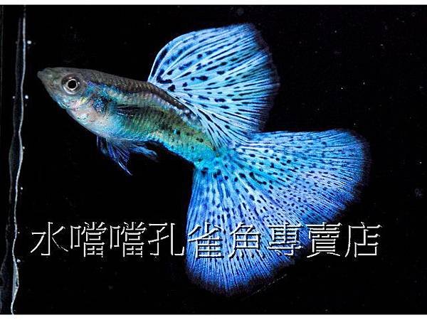 水噹噹孔雀魚專賣店001