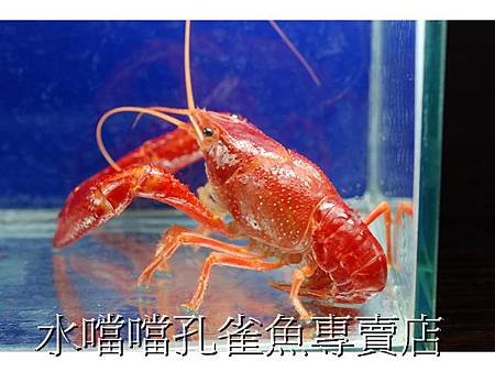 橘螯水噹噹孔雀魚專賣店005.jpg