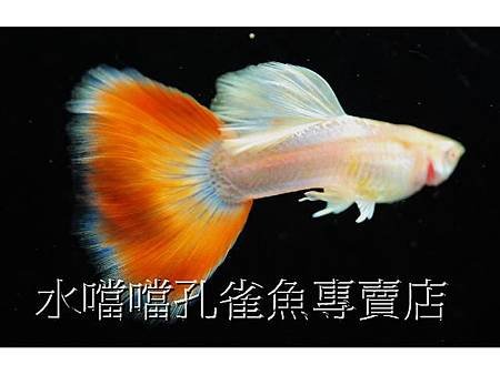 水噹噹孔雀魚專賣店002.jpg