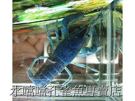 螯蝦水噹噹孔雀魚專賣店006.jpg