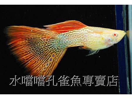 水噹噹孔雀魚專賣店002.jpg