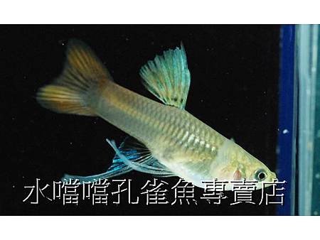 水噹噹孔雀魚專賣店005.jpg