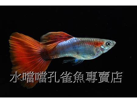 水噹噹孔雀魚專賣店003.jpg