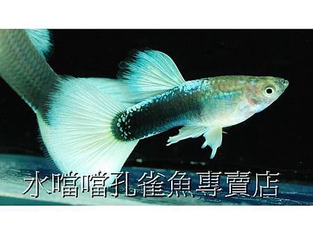 水噹噹孔雀魚專賣店001.jpg