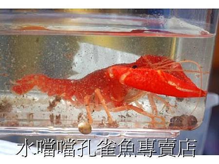 螯蝦水噹噹孔雀魚專賣店007.jpg