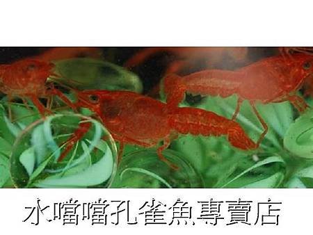 螯蝦水噹噹孔雀魚專賣店008.jpg