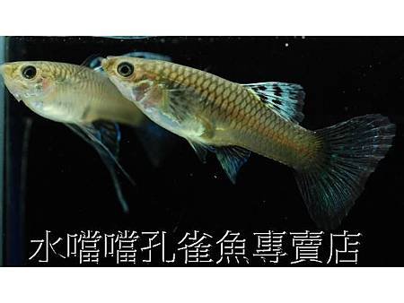 水噹噹孔雀魚專賣店004.jpg