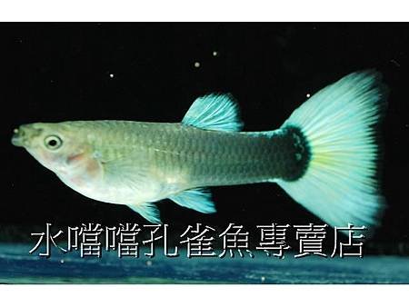 水噹噹孔雀魚專賣店003.jpg