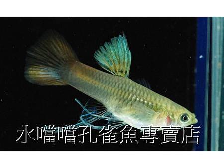 水噹噹孔雀魚專賣店006.jpg