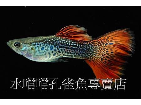 水噹噹孔雀魚專賣店002.jpg