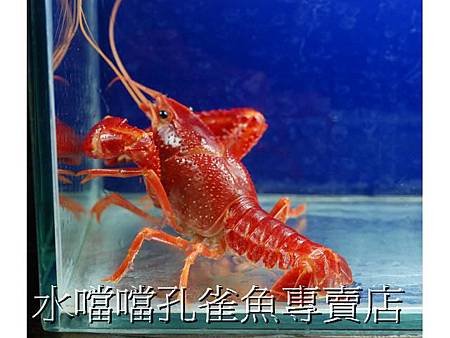 橘螯水噹噹孔雀魚專賣店003.jpg