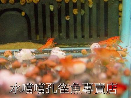 螯蝦水噹噹孔雀魚專賣店004.jpg