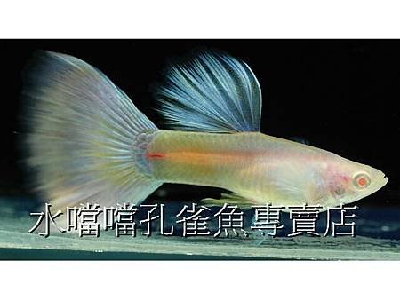 水噹噹孔雀魚專賣店003.jpg