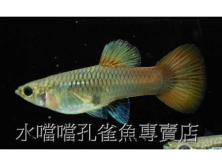 水噹噹孔雀魚專賣店004.jpg