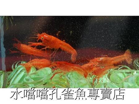 螯蝦水噹噹孔雀魚專賣店010.jpg