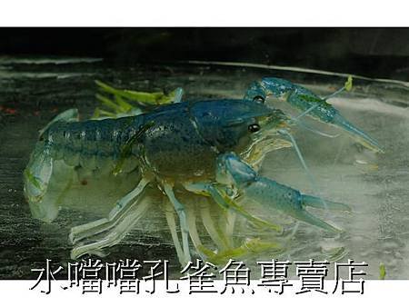 藍螯水噹噹孔雀魚專賣店006.jpg