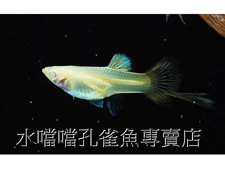 水噹噹孔雀魚專賣店006.jpg