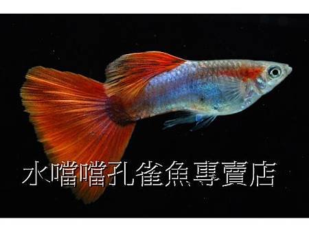 水噹噹孔雀魚專賣店002.jpg