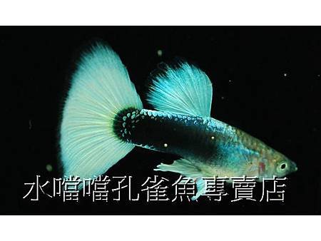 水噹噹孔雀魚專賣店002.jpg