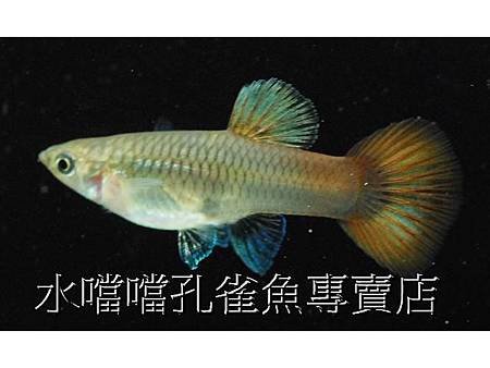 水噹噹孔雀魚專賣店003.jpg