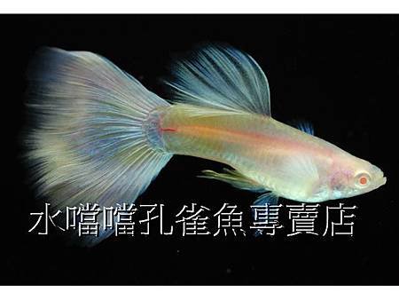 水噹噹孔雀魚專賣店002.jpg