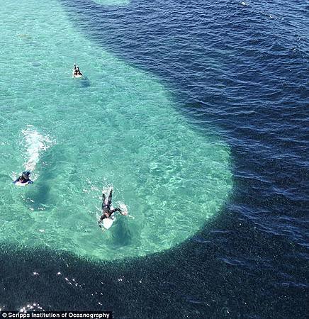 加州海水突「染黑」　竟是成千上萬的鳳尾魚03