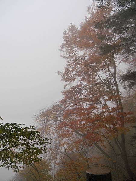 霧中的紅葉