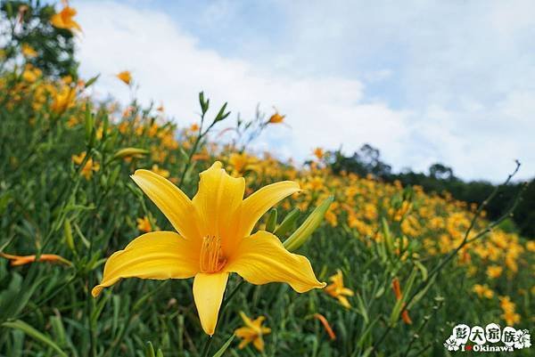 天山農場 金針花02.jpg