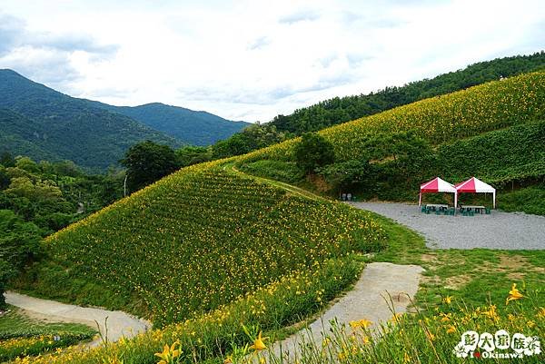 天山農場 金針花05.jpg