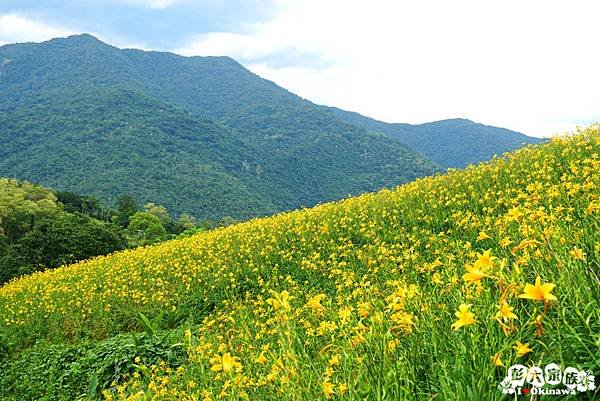 天山農場 金針花06.jpg