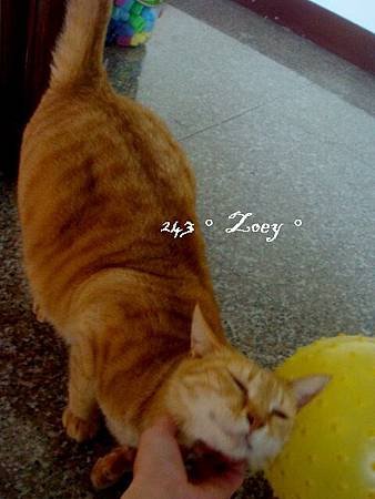 100.04.13布丁嚕毛2.JPG