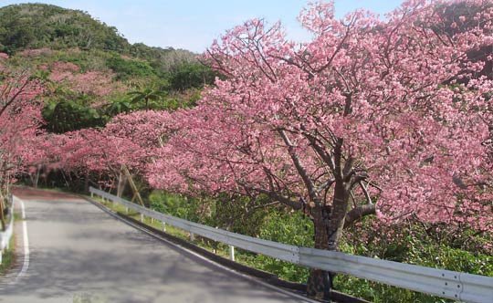 本部八重岳桜まつり.jpg