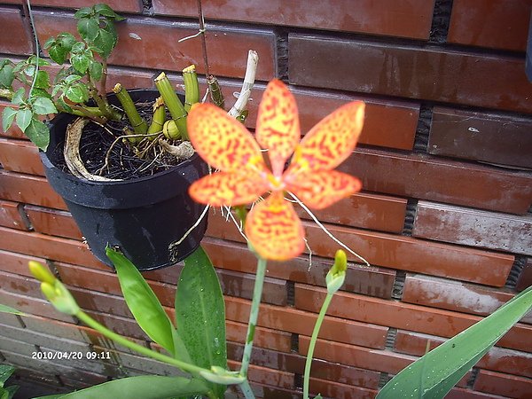 射干花