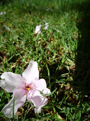 櫻花.jpg