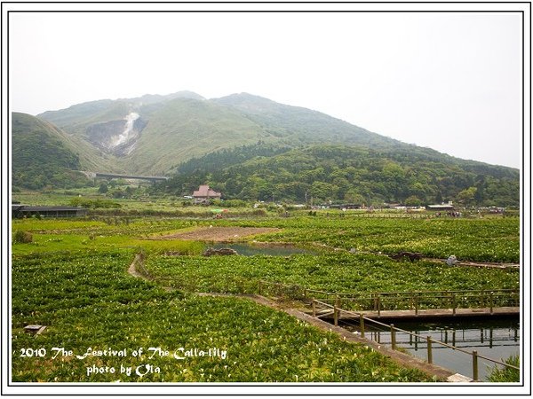 竹子湖海芋季-30.jpg