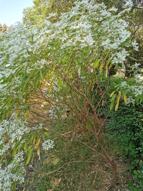 IMG_20191202_101843.jpg - 木本植物